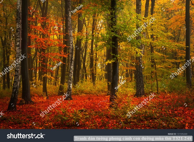 Tranh dán tường phong cảnh con đường mùa thu T321-248